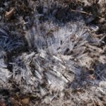 霜ばしらの魅力と購入場所を徹底解説